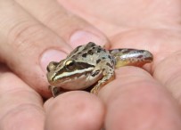 PAMUKKALE ÜNIVERSITESI - Rana Tavansensis Kurbağası İçin Denizli'de Seferberlik İlan Edildi