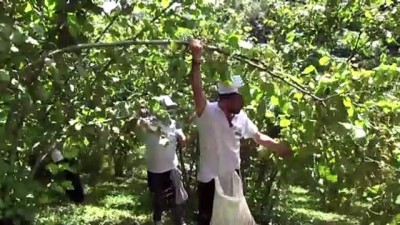 Sigortalı Fındık İşçileri Hasada Başladı