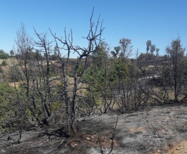 Sungurlu'da Orman Yangını