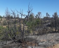KAZMA KÜREK - Sungurlu'da Orman Yangını