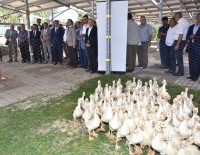 Tokat'ta, 250 Çiftçiye 20'Şer Adet Kaz Dağıtıldı Haberi