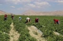 Vanlı Çiftçilerin Ürünleri Değer Buldu