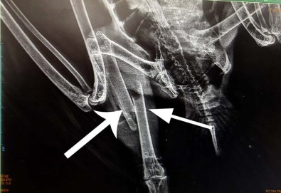 Bacağı Kırık Akbaba Tedavi Altına Alındı