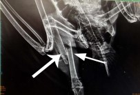 Bacağı Kırık Akbaba Tedavi Altına Alındı Haberi