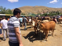 KURBANLIK HAYVAN - Bayburt'ta Kurban Bayramı Heyecanı