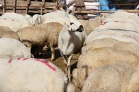 BUCA BELEDİYESİ - Buca'nın Kesim Yerleri Belli Oldu