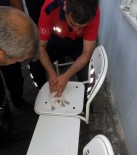 KALP MASAJI - Kalbi Duran Kediye İtfaiye Erlerin Kalp Masajı Ve Suni Teneffüs Çabası