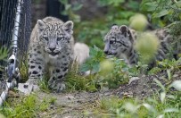 KAR LEOPARLARI - Kar Leoparı Yavrularının Açık Hava Keyfi