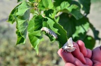 TRÜF MANTARI - Muğla Büyükşehir'den 'İpek Böcekçiliği' Projesi