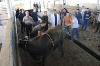 İŞ SAĞLIĞI - (Özel) Kurbanlığı Yere Yatırmanın Kolay Yolunu Öğrendiler