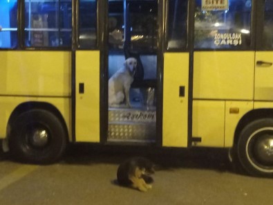 Sevimli Köpek Yolcu Gibi Dolmuşa Bindi