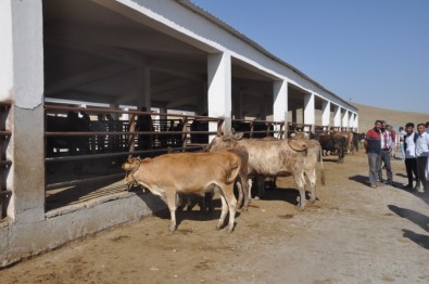 Bulanık'ta Kurbanlık Satışlarında Durgunluk