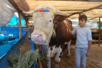 ALİ ŞAHİN - Kurban Pazarının Gözdesi 20 Bin Liraya Satıldı