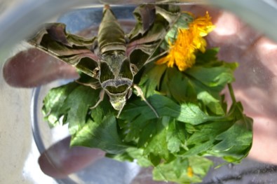 Manisa'da Ender Görülen 'Mekik Kelebeği' Bulundu