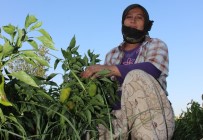 HAMZABEYLI - Mevsimlik Tarım İşçileri İnsanca Yaşamak İstiyor