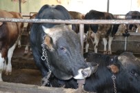 KURBAN KESİMİ - (Özel) Veterinerler Kurbanları 'Rueff Tekniğiyle' Yatırmayı Öneriyor