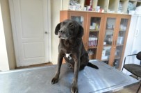 MAMAK BELEDIYESI - Satın Alma Sahiplen