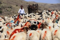 KOZLUCA - 40 Yıl Aradan Sonra Koç Katım Şenliği Yeniden Düzenlendi