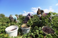 Gülnar'da Kişniş Üzümü Hasadı Başladı