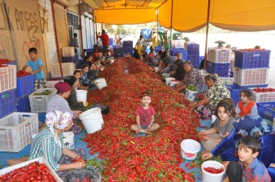 Kadınların Geçim Kaynağı 'Kırmızı Altın'