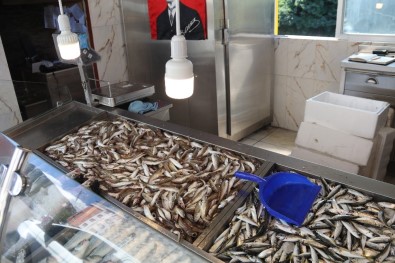 Rize'de Balık Olmayınca Tezgahlar Boş Kaldı