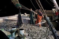 AV YASAĞI - Samsunlu Balıkçılar Denizden 120 Kasa İstavritle Döndü