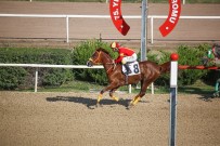 AHMET ÇELIK - Sultansuyu Harası Kupaları Toplamaya Devam Ediyor