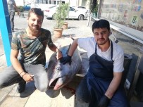 ORKİNOS - 240 Kiloluk Orkinos, Aydın'da İlgi Odağı Oldu