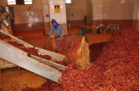 KÜÇÜK EV - İsot Ve Salçanın Acı Serüveni