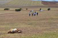 SOĞUKPıNAR - Kırıkkale'de Kurtlar 15 Koyunu Telef Etti