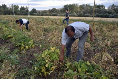 Köse'de Kuru Fasulye Hasadı Başladı