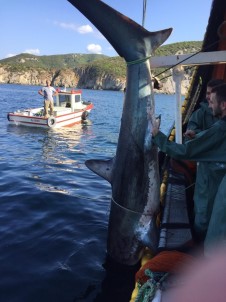 (Özel) Erdek'te Ağlara Takılan Köpek Balığı Denize Bırakıldı