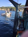 KÖPEK BALIĞI - (Özel) Erdek'te Ağlara Takılan Köpek Balığı Denize Bırakıldı