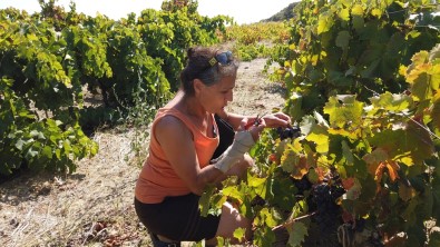 Bozcaada'da Davullu Zurnalı Bağ Bozumu