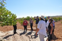 MECLİS ÜYESİ - İlk Kez Antep Fıstığı Topladılar
