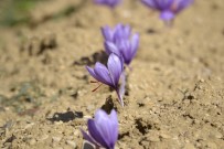 İSMAİL YILMAZ - Safran Tarlalarına Turist Yağacak
