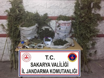 Sakarya'da Jandarma Operasyonunda 25 Kilo Esrar Ele Geçirildi Açıklaması 3 Gözaltı