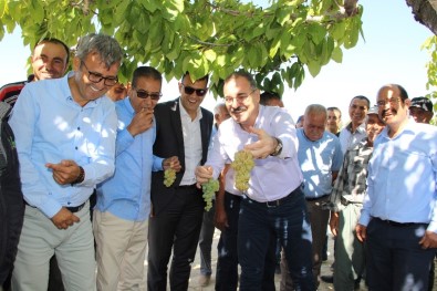 Silifke'de Bin 800 Rakımda Sofralık Üzüm Hasadı Başladı