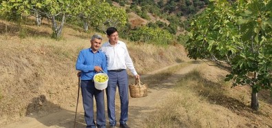 Başkan Özcan Üreticiyle Birlikte İncir Hasat Etti
