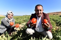 NEMRUT - Domates Mutlu Ediyor