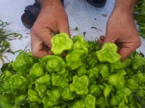 SİVRİ BİBER - 'Gül Biberi' Tezgâhların Gözdesi