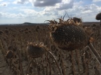 BEĞENDIK - Keşan'da Ayçiçeği Hasadı Başladı