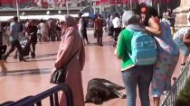 TAKSIM CUMHURIYET ANıTı - (Özel) Taksim'de Turist Kadın Sevdiği Köpek Tarafından Isırıldı