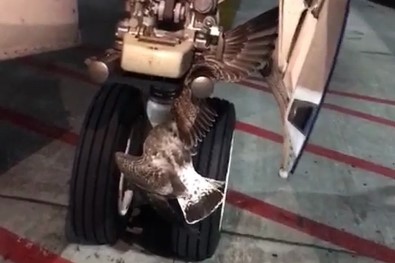 Rus uçağının iniş takımlarına kuş sıkıştı