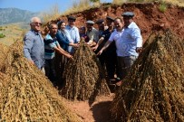 ERENTEPE - Seracılık İle Gelirini Kıyaslamak İçin Susam Üretiyorlar
