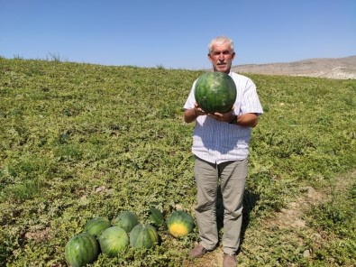 6 Ay Boyunca Bozulmayan Karpuz 'Güreş Karpuzu'