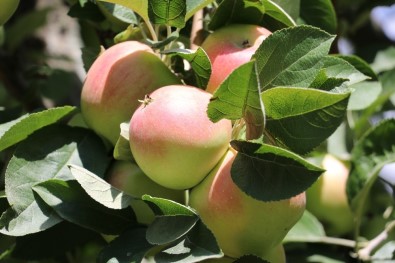Amasya Misket Elmasının Hasadı Başladı