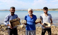 BARAJ GÖLETİ - Baraj Suları Çekilince Köylüler Buldu