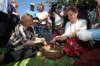 Başkan Fatma Şahin, Gurme Ve Gastronomi Yazarları İle Birlikte Fıstık Topladı