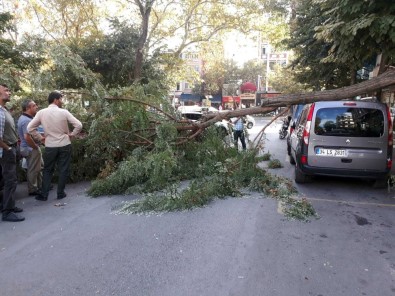 Fatih'te Şiddetli Rüzgardan Ağaç Otomobilin Üstüne Devrildi